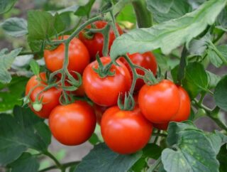 Kiedy je zbierać pomidory polne? Jak o nie dbać?
