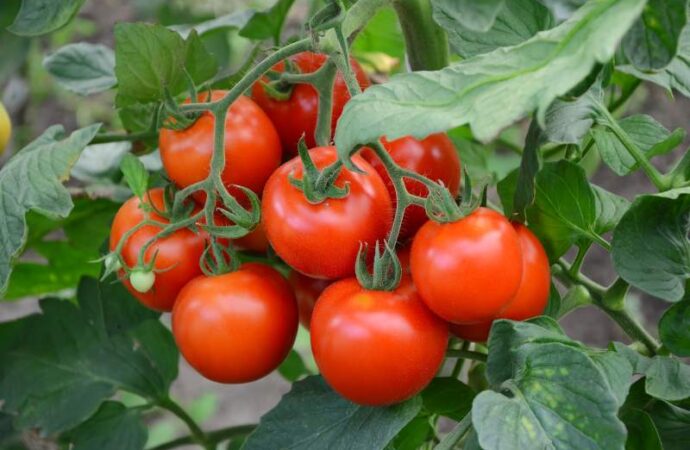 Kiedy je zbierać pomidory polne? Jak o nie dbać?