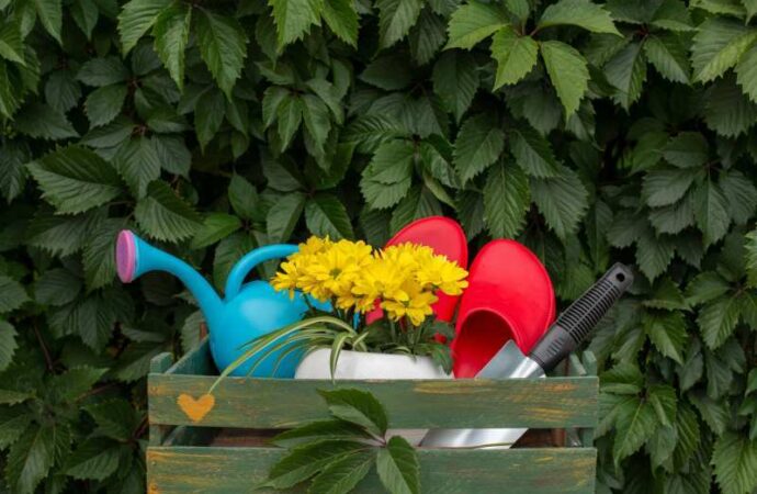 Nachylki kwiaty na rabaty i do doniczek – odmiany nachylków o kolorowych kwiatach, zdjęcia.