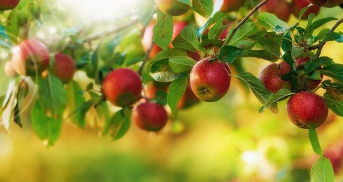Nowoczesne odmiany jabłoni - uprawa w przydomowym sadzie, pielęgnacja, odmiany