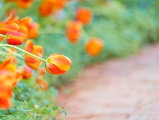 Kwiaty o pomarańczowym kolorze w ogrodzie – które rośliny rosną w ogrodzie o pomarańczowym kolorze?