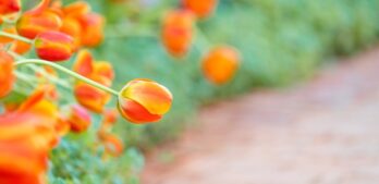 Kwiaty o pomarańczowym kolorze w ogrodzie - które rośliny rosną w ogrodzie o pomarańczowym kolorze?