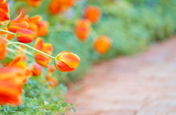 Kwiaty o pomarańczowym kolorze w ogrodzie - które rośliny rosną w ogrodzie o pomarańczowym kolorze?