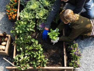 Planowanie warzywnika w ogrodzie: kluczowe zasady i porady