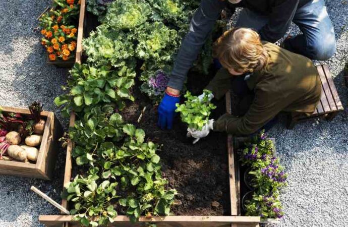 Planowanie warzywnika w ogrodzie: kluczowe zasady i porady