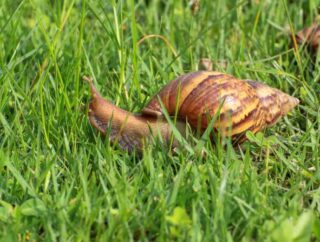Jak ślimaki negatywnie wpływają na rośliny w ogrodzie: destrukcyjne działanie ślimaków