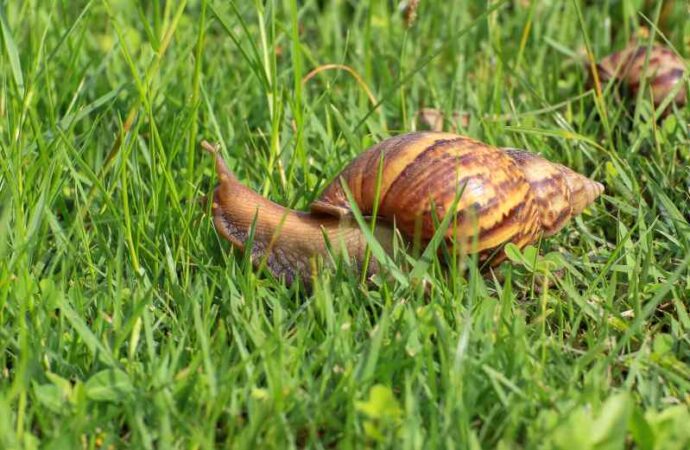 Jak ślimaki negatywnie wpływają na rośliny w ogrodzie: destrukcyjne działanie ślimaków