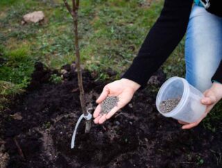 Metody spulchniania gleby w ogrodzie: ręczne i maszynowe metody poprawy struktury ziemi