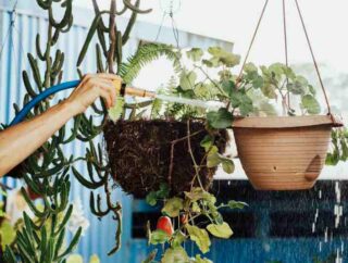 Donice: jakie wybierać do uprawy roślin w domu, a jakie na zewnątrz