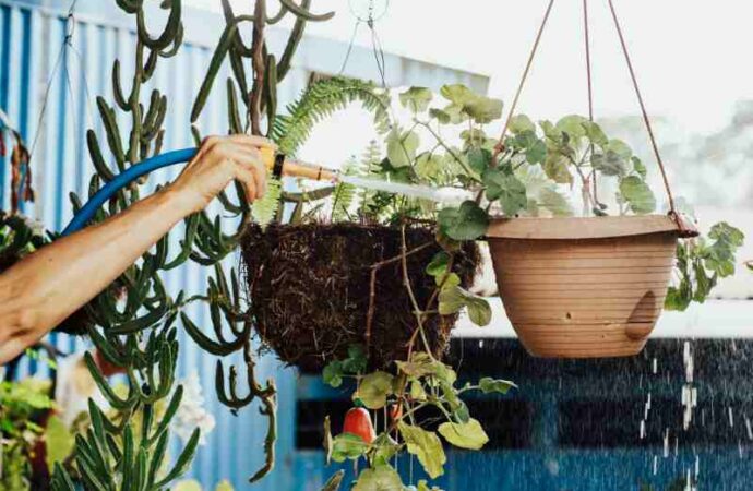 Donice: jakie wybierać do uprawy roślin w domu, a jakie na zewnątrz