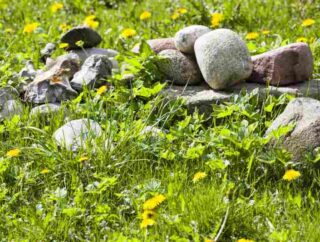 Jak skutecznie pozbyć się pedraków z trawy: sprawdzone metody zwalczania larw