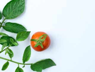 Choroby pomidorów: Jak rozpoznać objawy i skutecznie zwalczyć trzy najczęstsze schorzenia roślinności